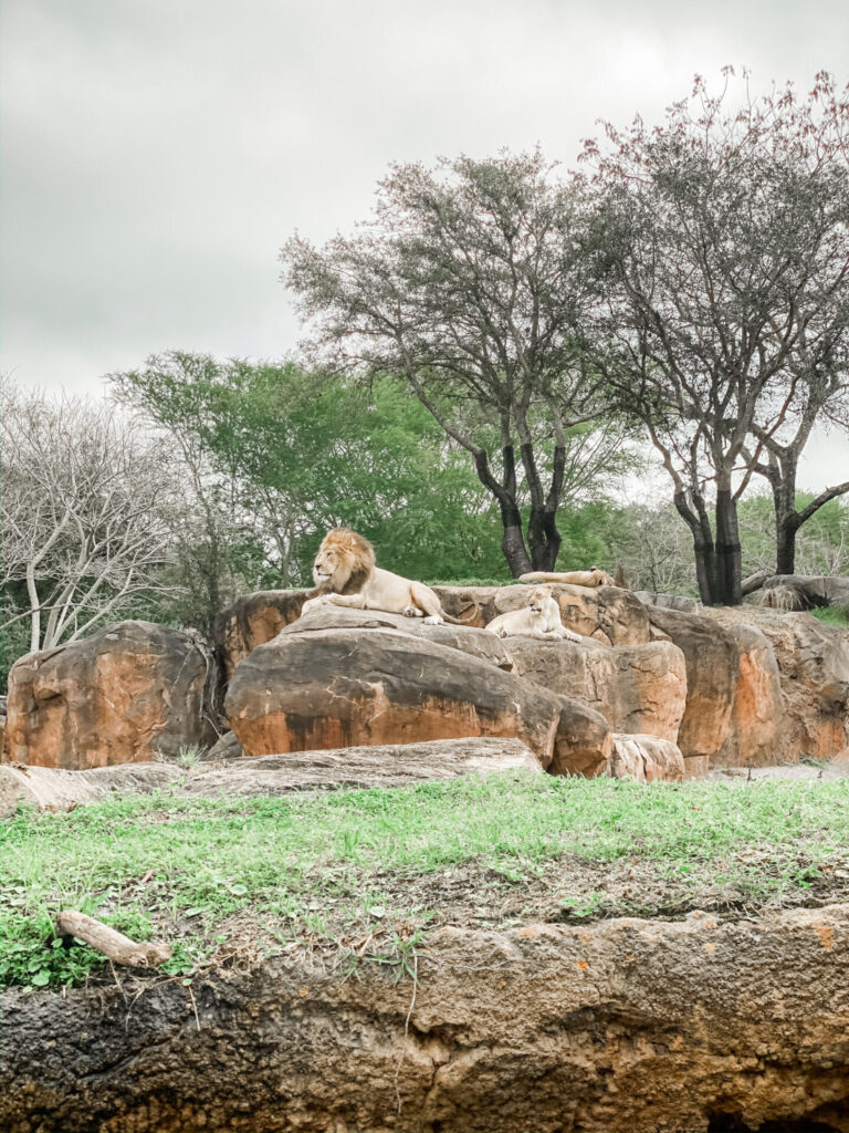 Disney Creators Celebration by poplar Nashville travel blog, Hello Happiness: image of a lion and lioness. 