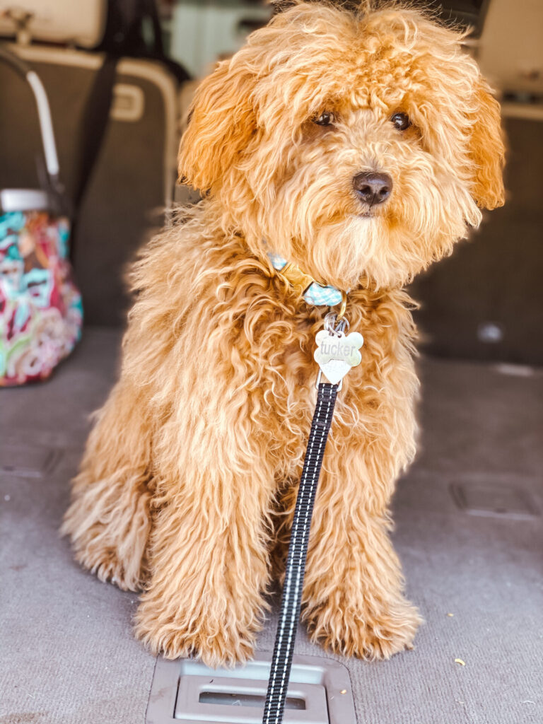 Puppy Products by popular Nashville life and style blog, Hello Happiness: image of a teacup golden doodle. 