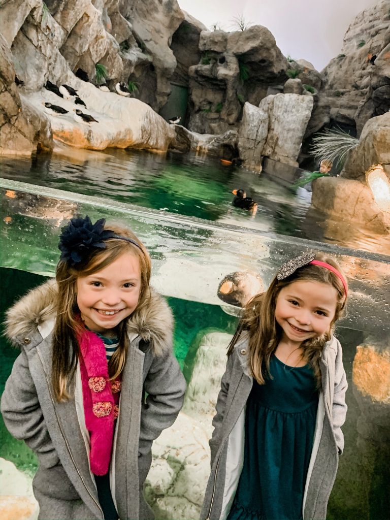 Meet Me for a Weekend in St. Louis | The Perfect Family Getaway by popular travel blog, Hello Happiness: image of two girls looking at puffins at the St. Louis zoo. 