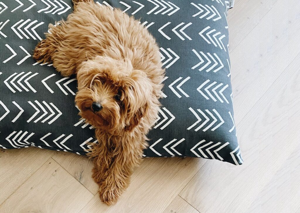 Support Local Business by popular Nashville life and style blog, Hello Happiness: image of a dog on a The Foggy Doggy bed. 